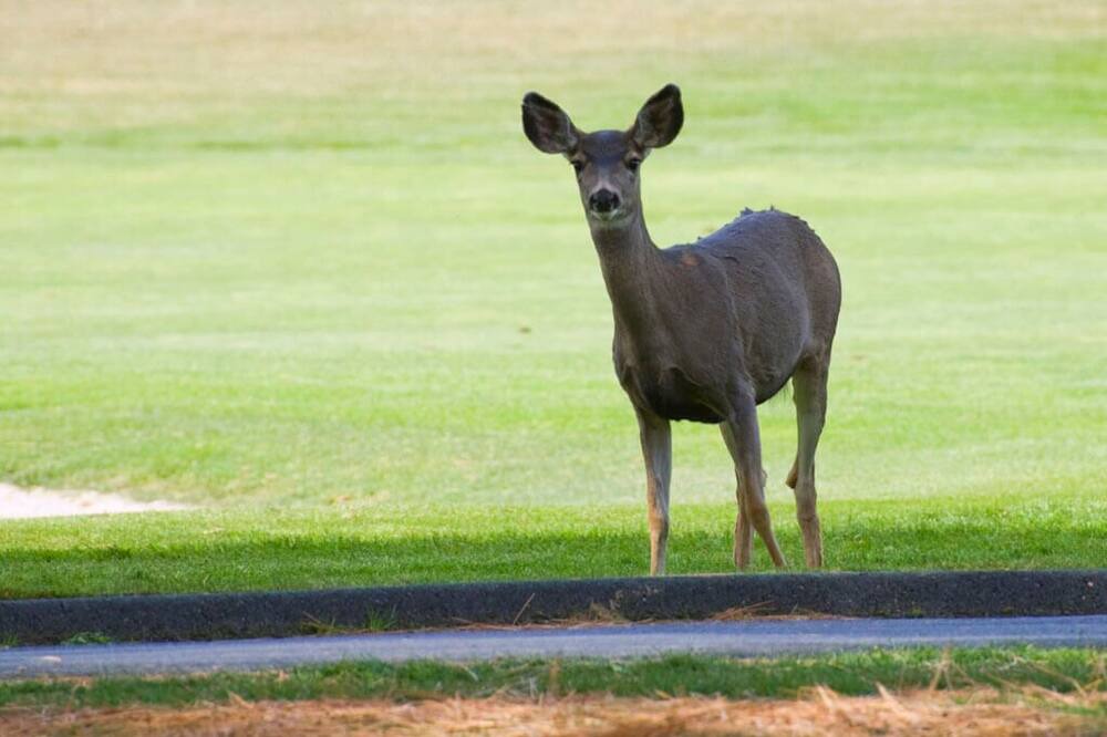 Photo of Others in Overlook Park