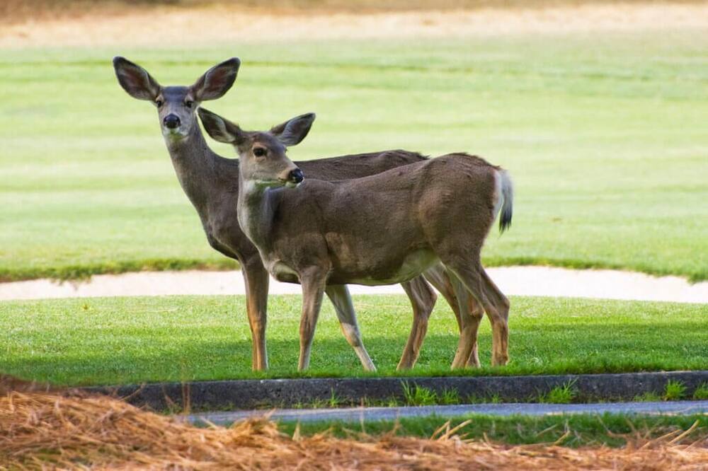 Photo of Others in Overlook Park