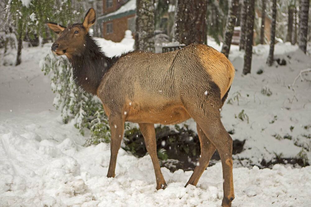Photo of Others in Enumclaw
