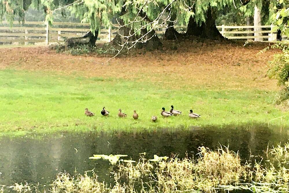Photo of Outdoor in Snohomish