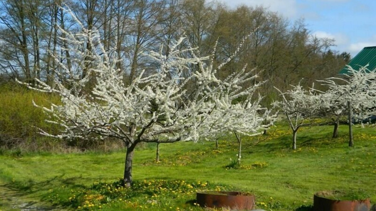 Photo of Outdoor in Sequim