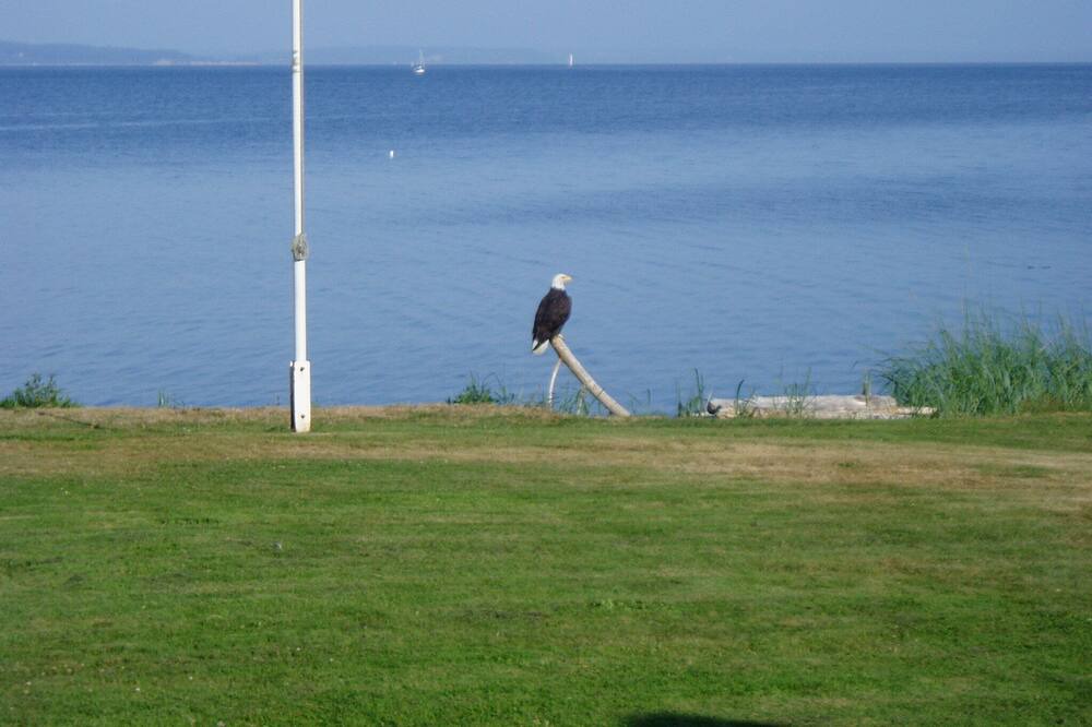 Photo of Others in Port Hadlock