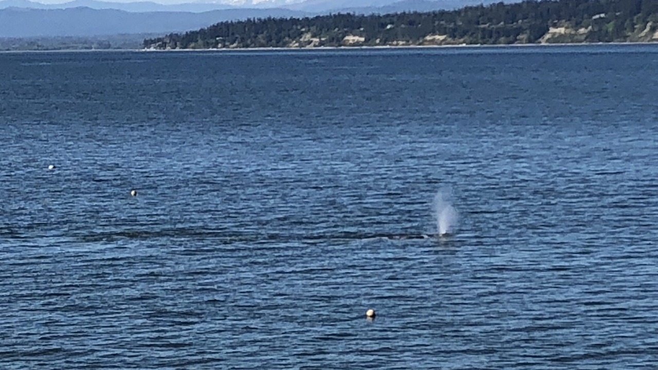 Photo of Others in Camano Island