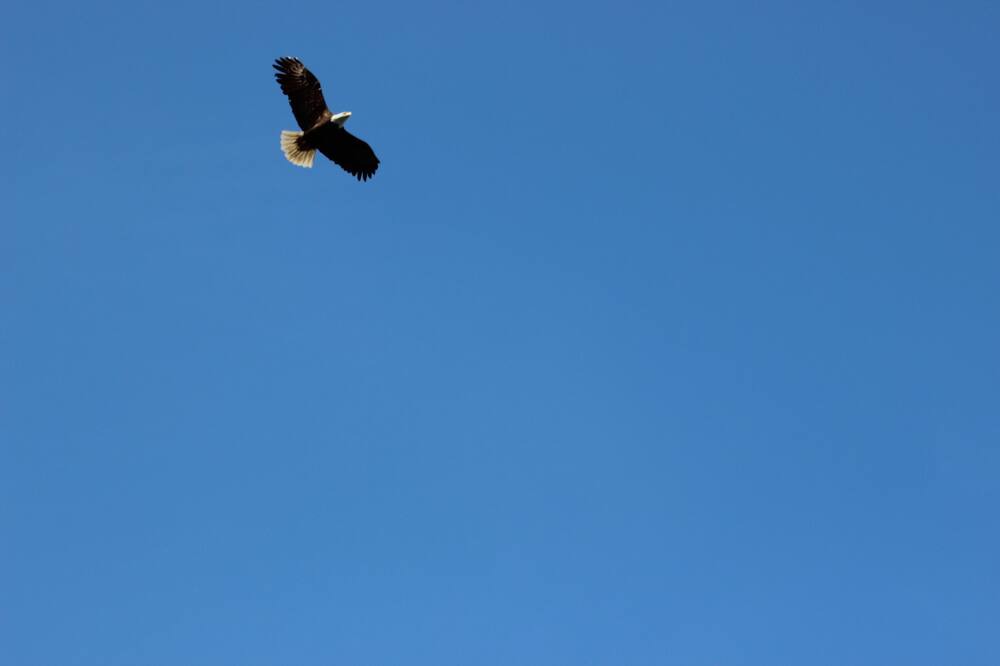 Photo of Others in Point Roberts