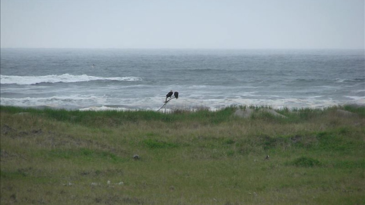 Photo of Others in Copalis Beach