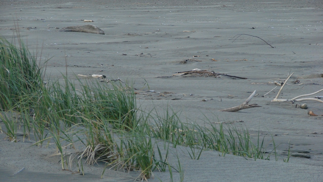 Photo of Others in Copalis Beach
