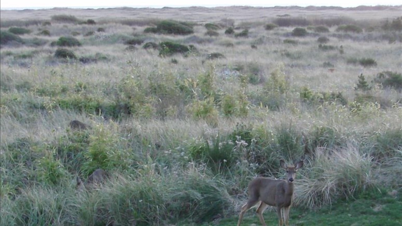 Photo of Outdoor in Copalis Beach