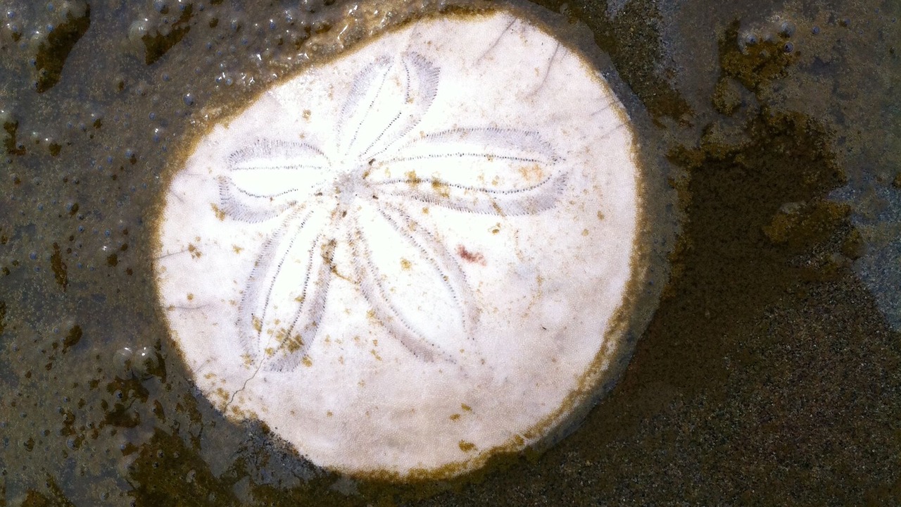Photo of Others in Copalis Beach