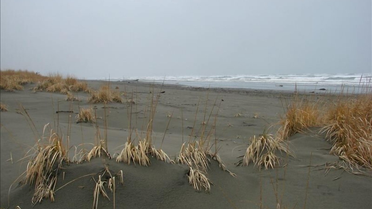 Photo of Others in Copalis Beach