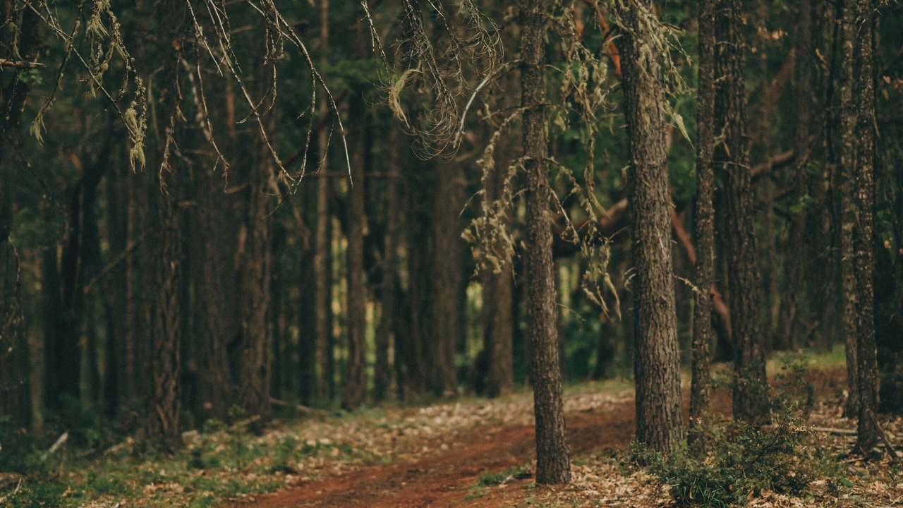 Photo of Outdoor in Merlin