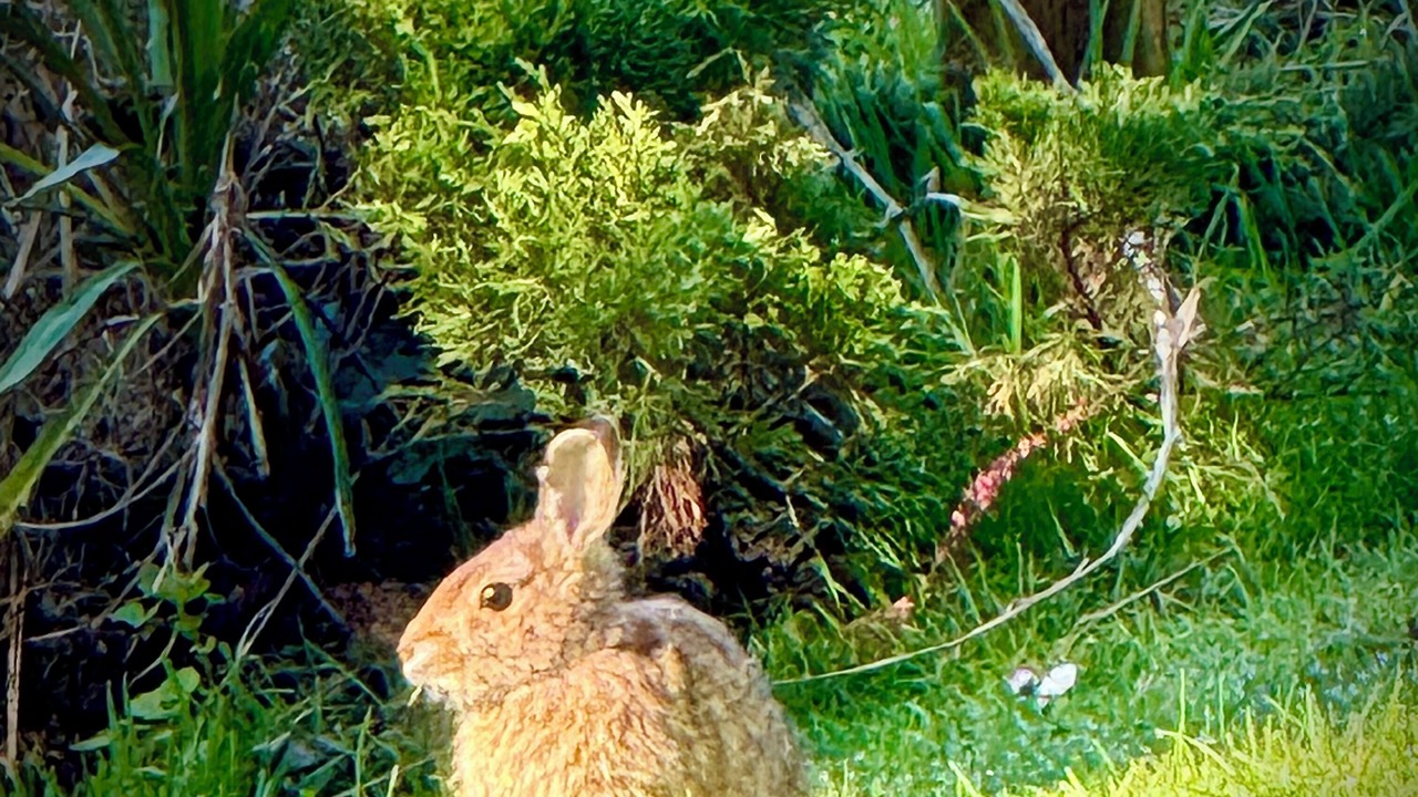 Photo of Outdoor in Camano Island