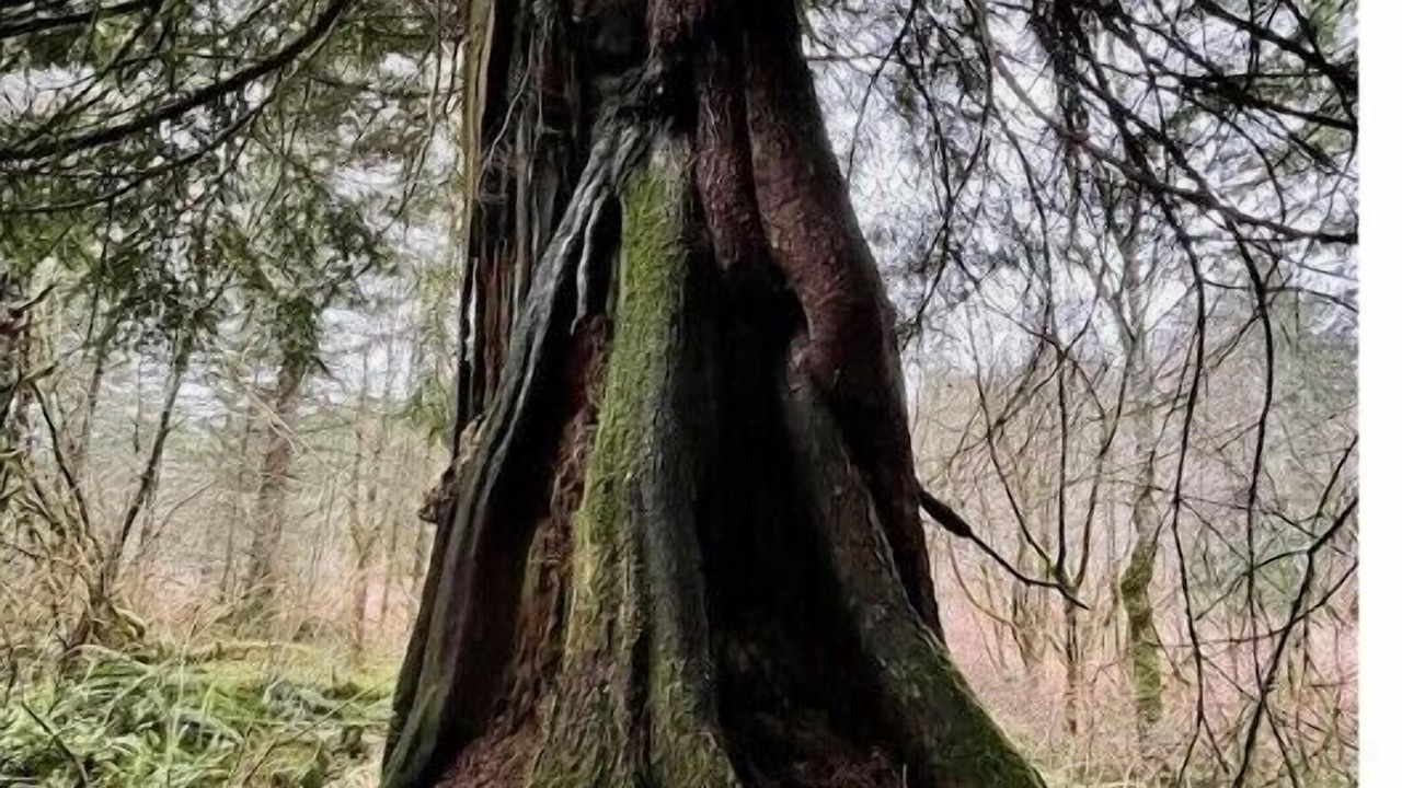 Photo of Outdoor in Snohomish