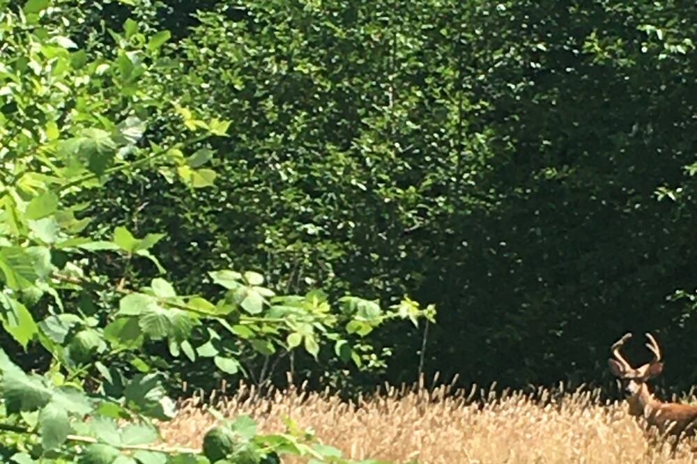 Photo of Outdoor in Beaver