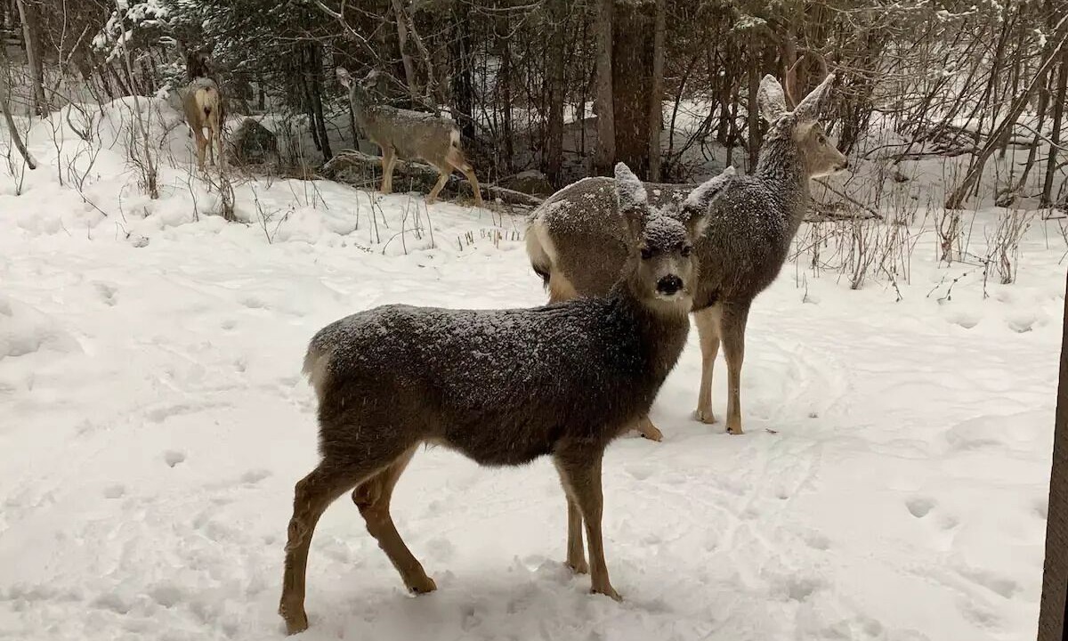 Photo of Others in McCall