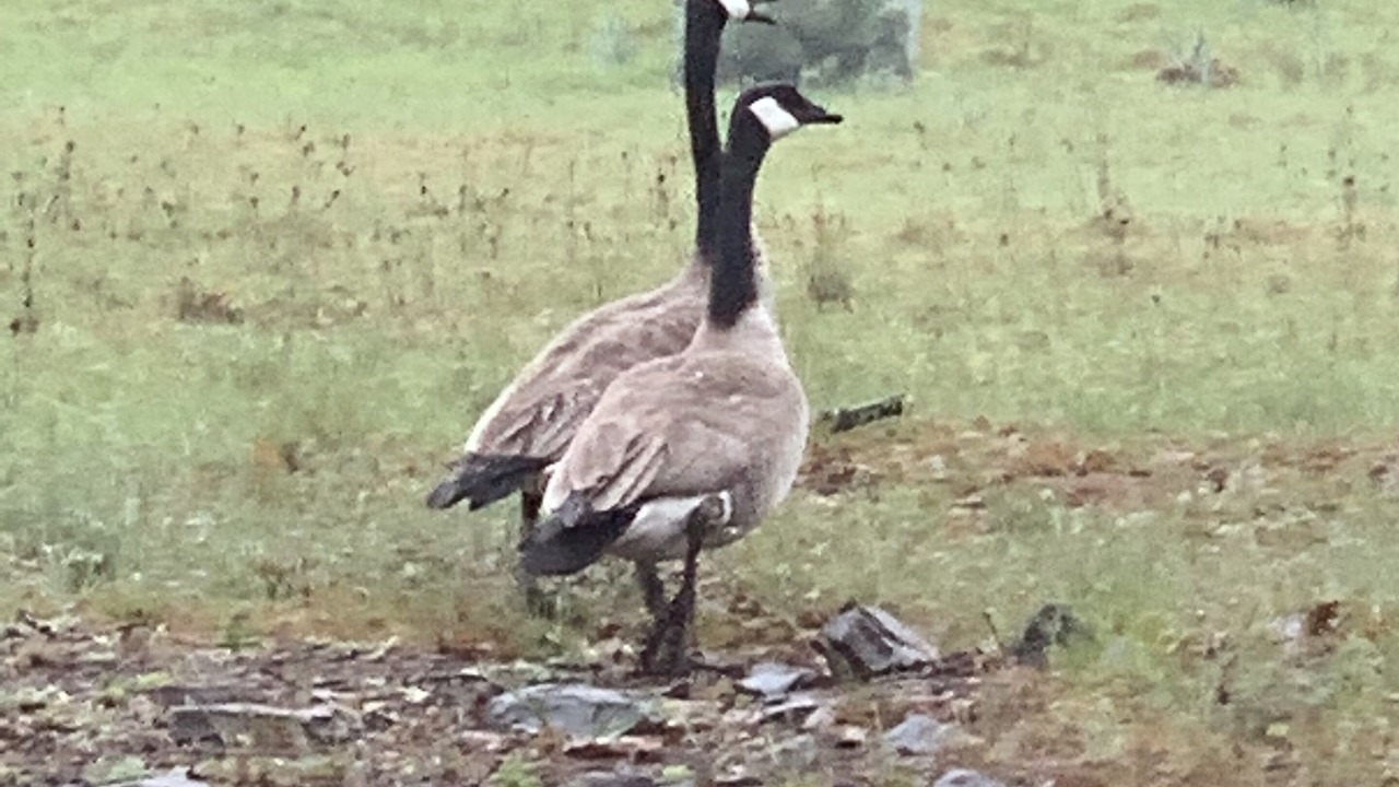Photo of Others in Shady Cove