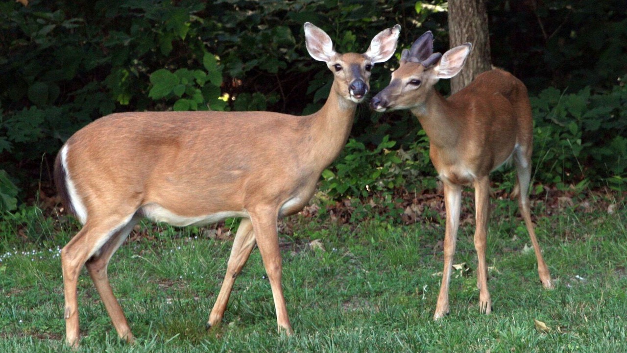 Photo of Others in Garden Valley