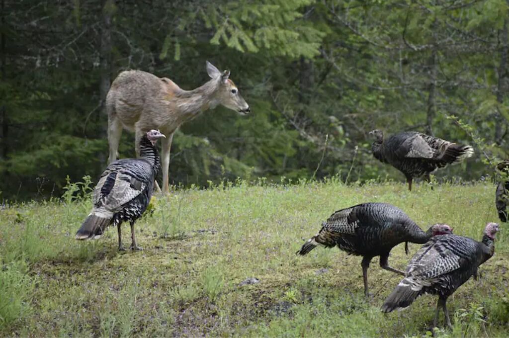 Photo of Others in Sandpoint