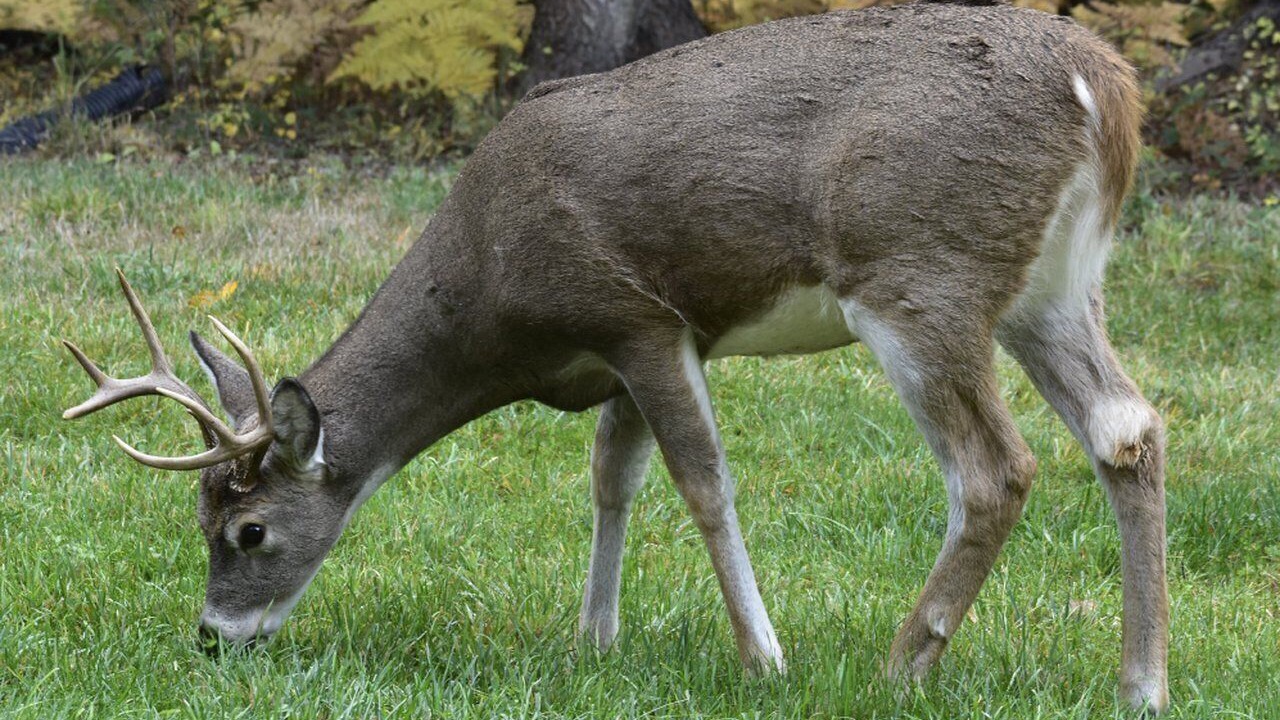 Photo of Others in Sandpoint