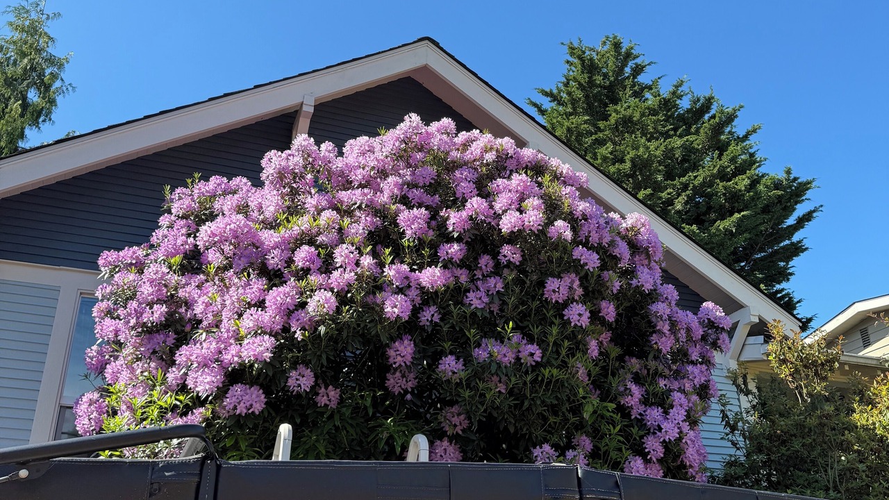 Photo of Outdoor in Old Ballard