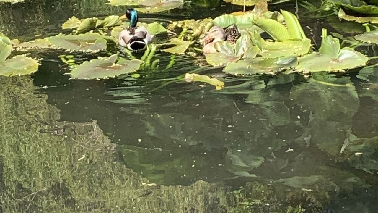 Photo of Others in Sequim