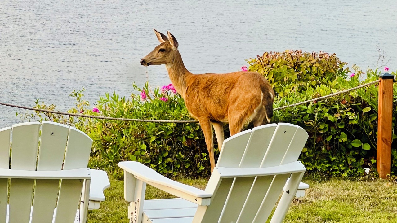 Photo of Outdoor in Hansville