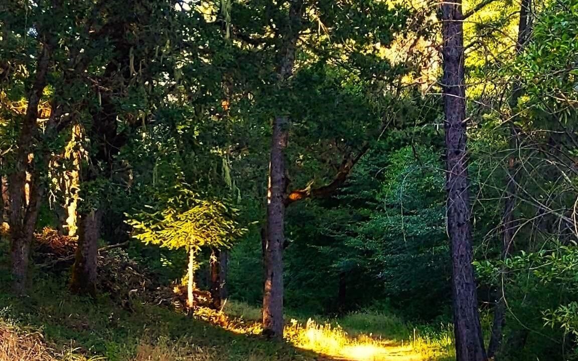 Photo of Outdoor in Cave Junction