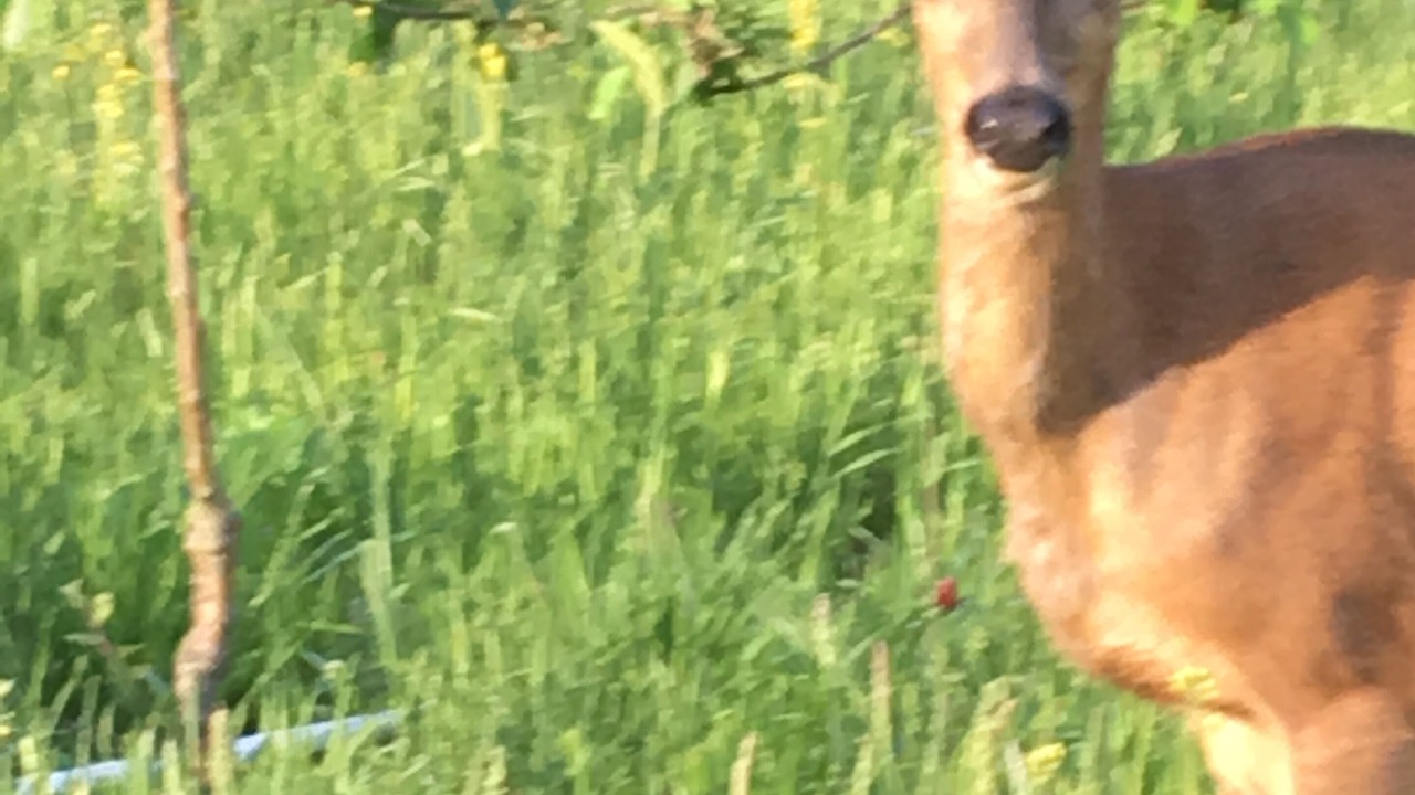 Photo of Others in Port Townsend