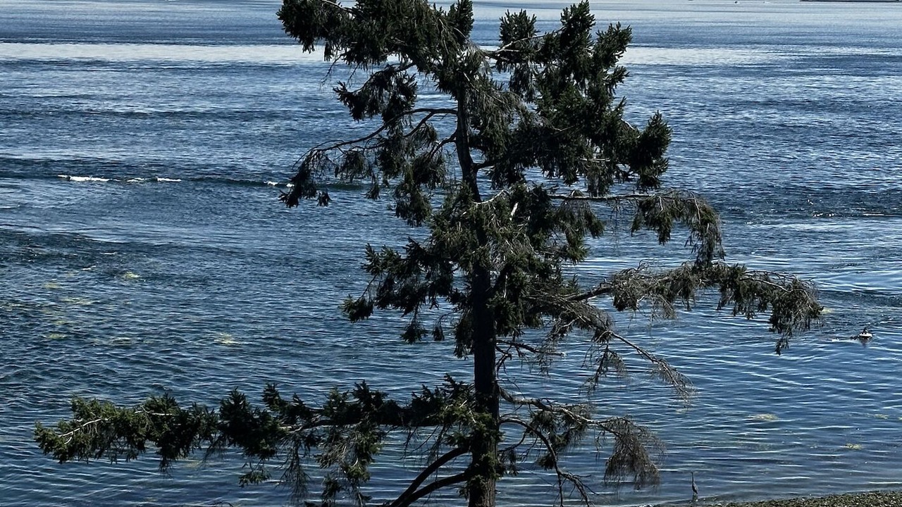 Photo of Outdoor in Gig Harbor