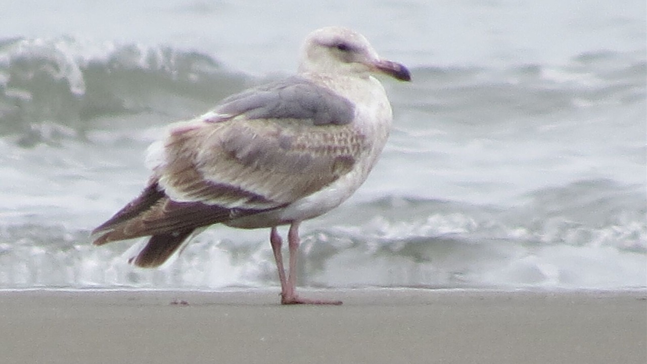 Photo of Outdoor in Ocean Shores