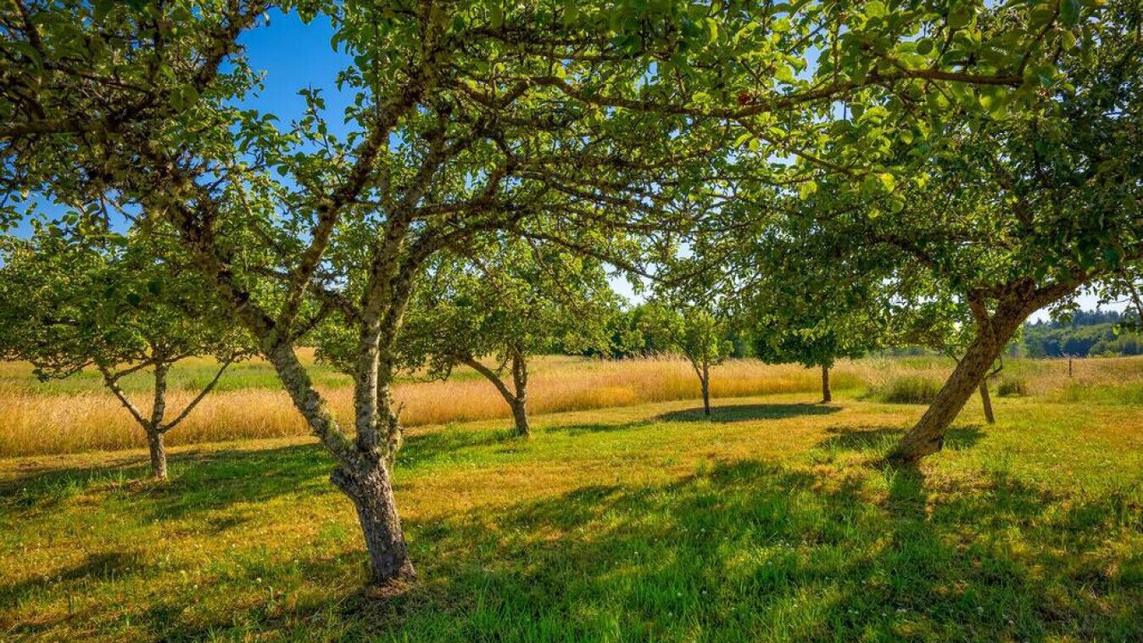 Photo of Outdoor in Sequim