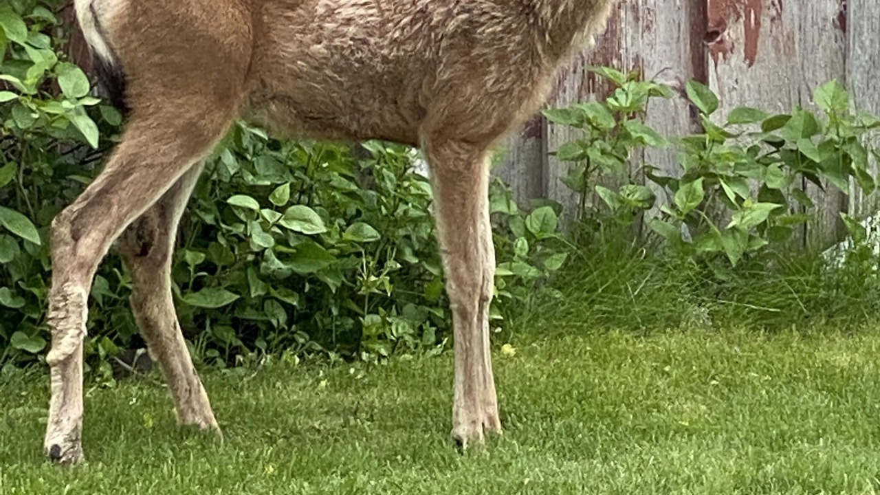 Photo of Others in Curlew