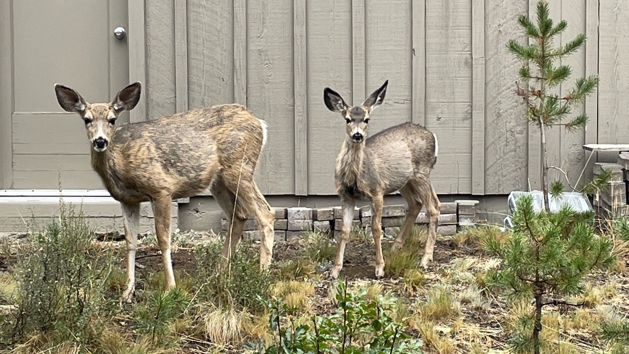 Photo of Others in Sunriver
