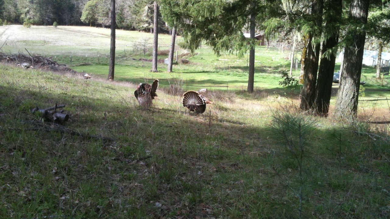 Photo of Outdoor in Cave Junction