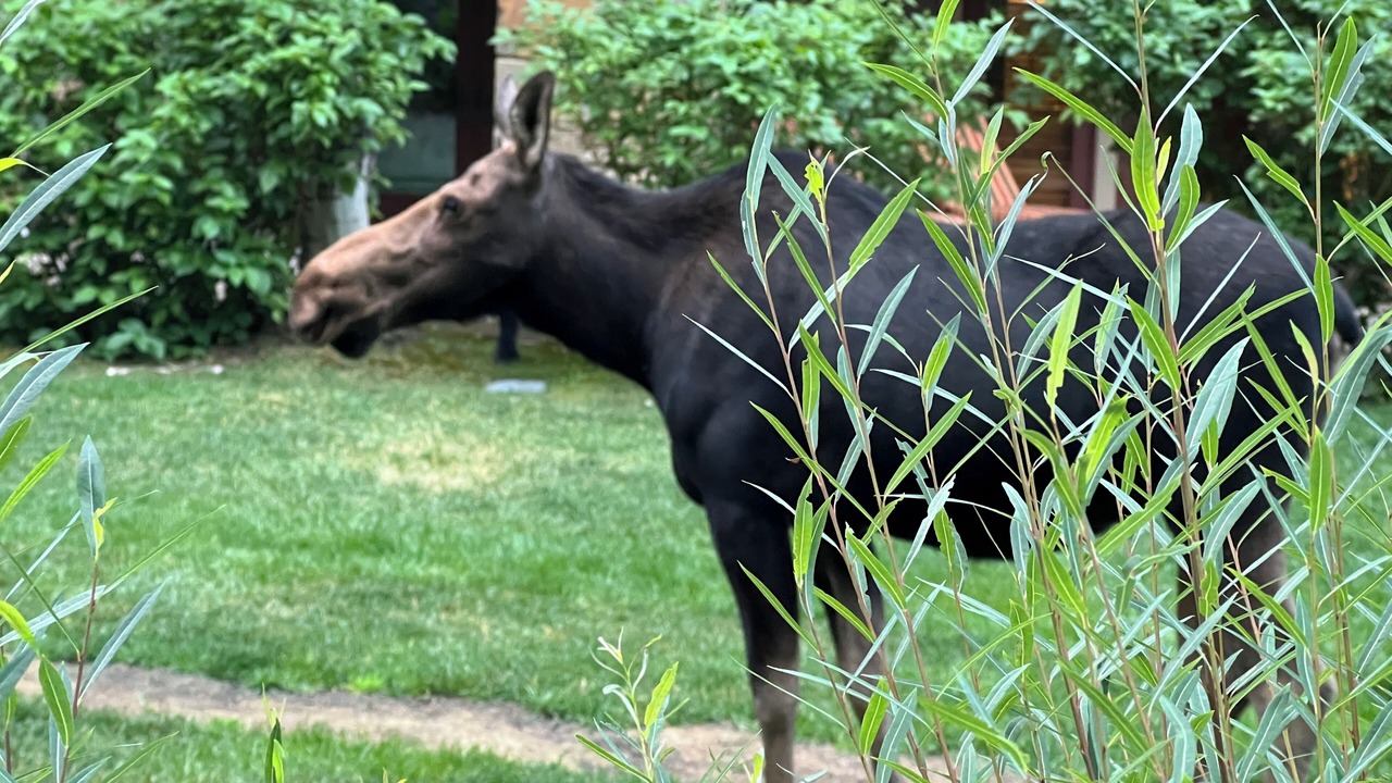 Photo of Outdoor in Teton Village