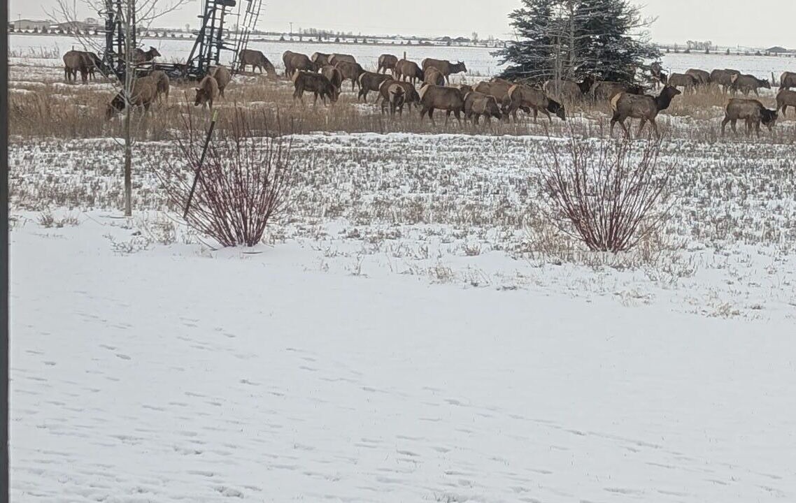 Photo of Others in Driggs