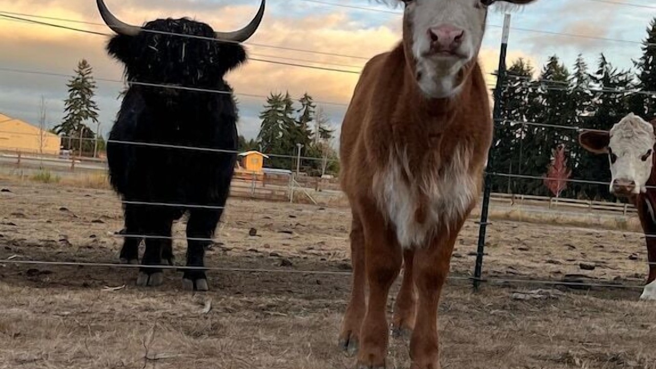 Photo of Others in Rainier