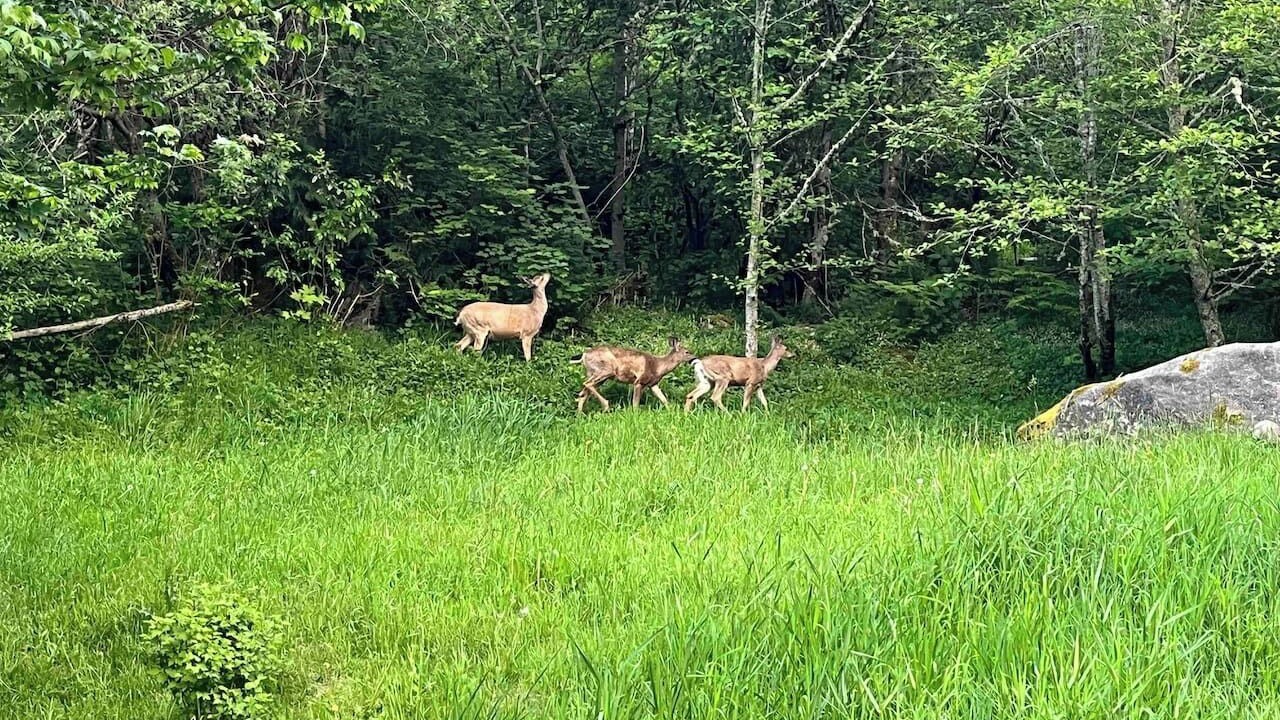 Photo of Others in Rainier