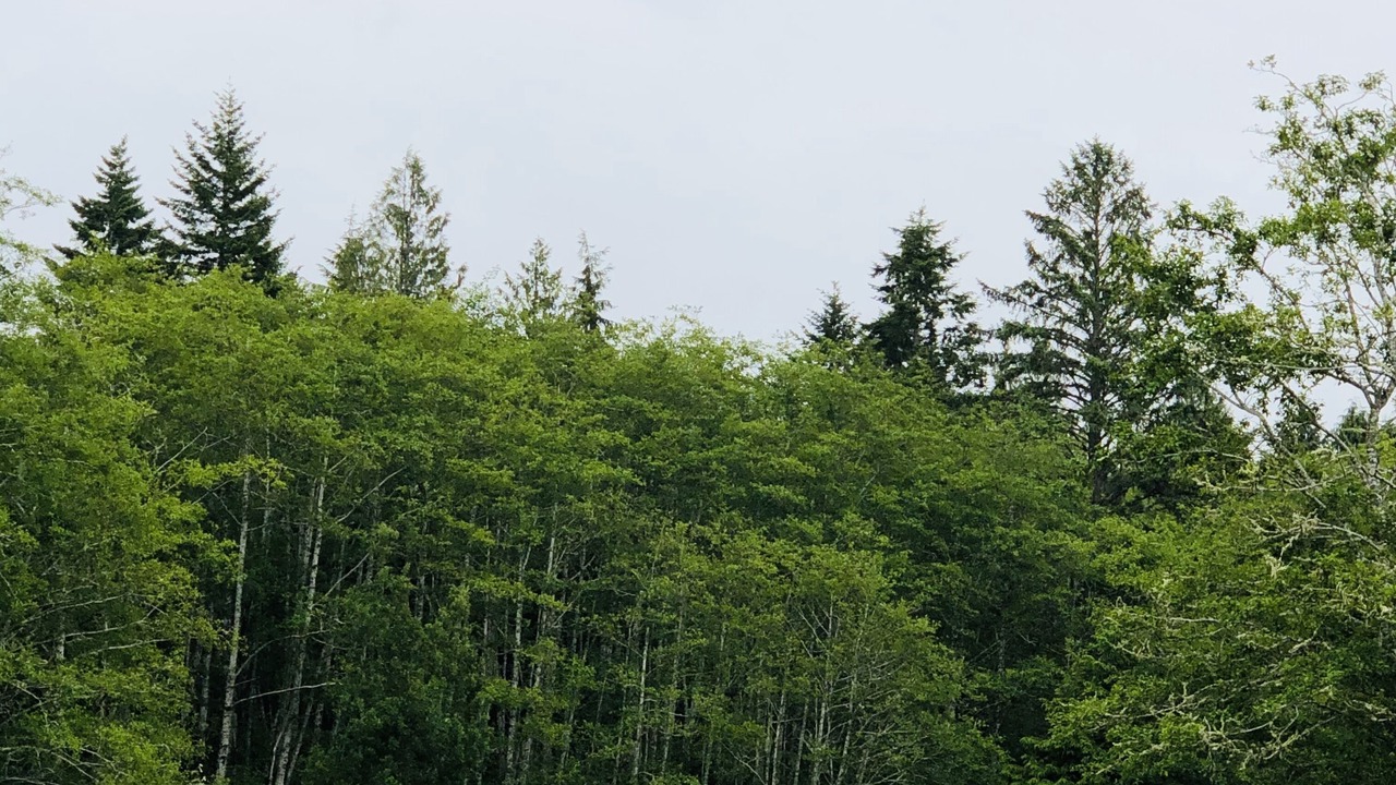 Photo of Outdoor in Port Angeles
