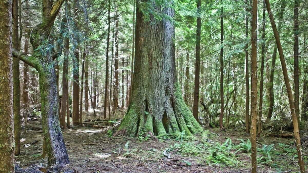 Photo of Others in Forks