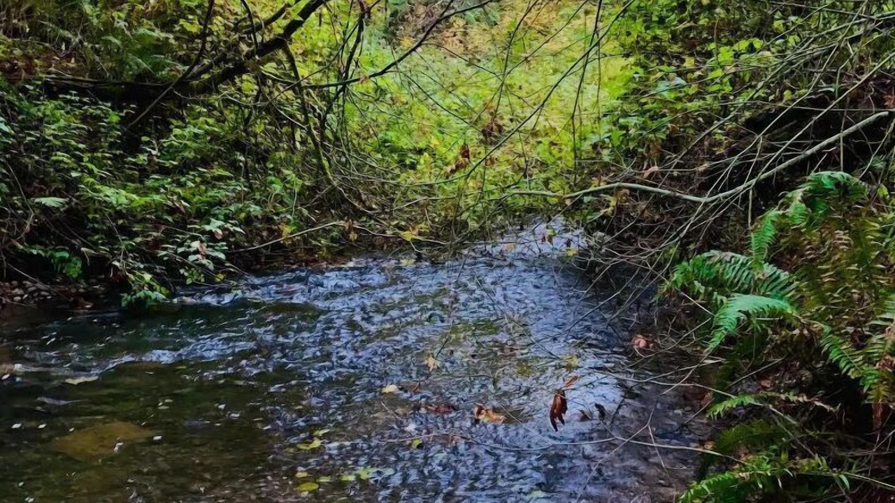 Photo of Outdoor in Lake Forest Park