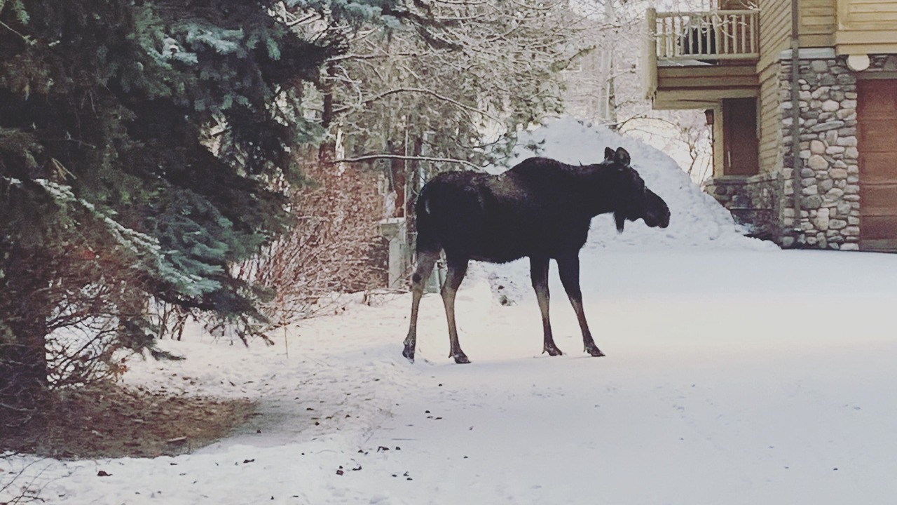 Photo of Others in Ketchum
