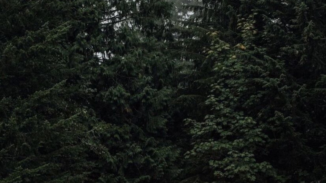 Photo of Outdoor in Rhododendron