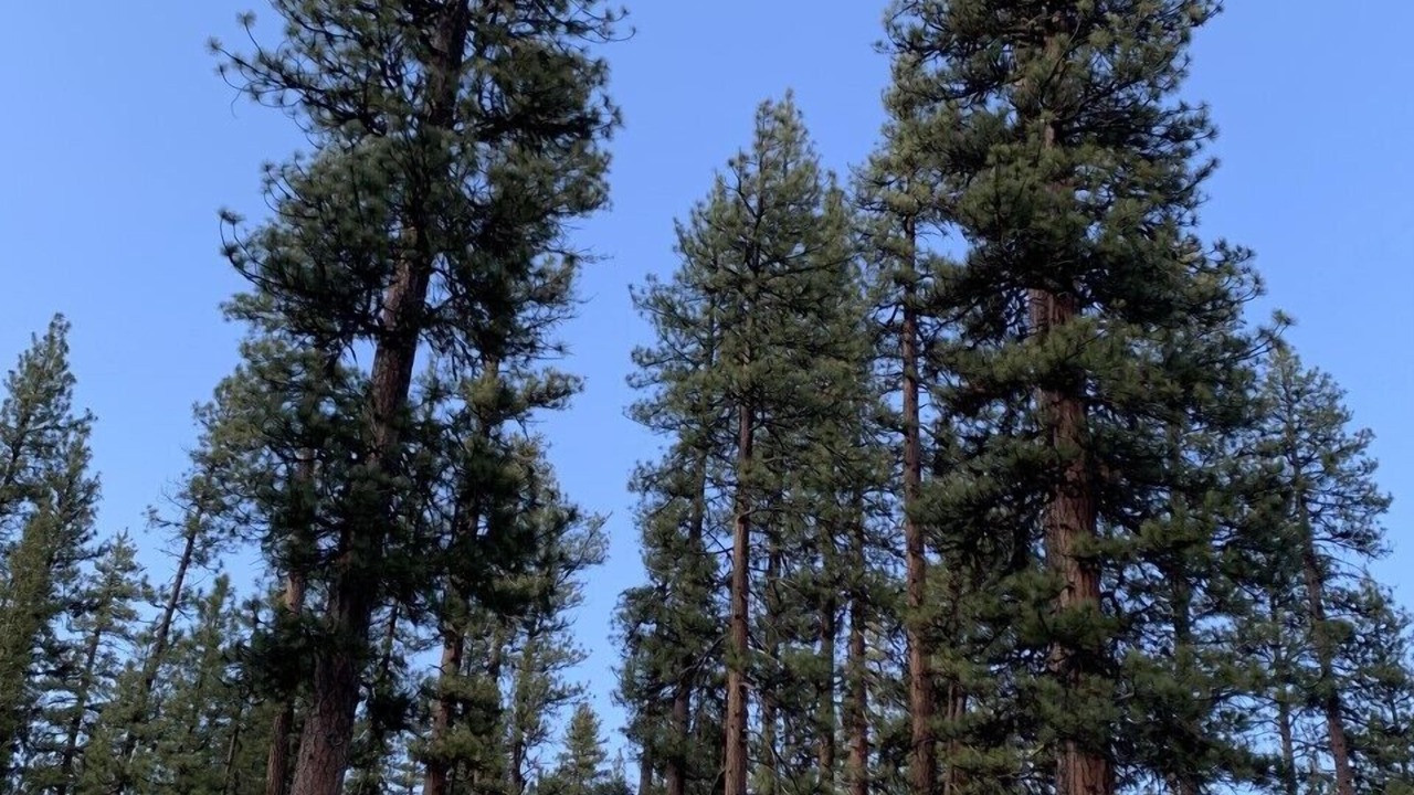 Photo of Outdoor in Three Rivers