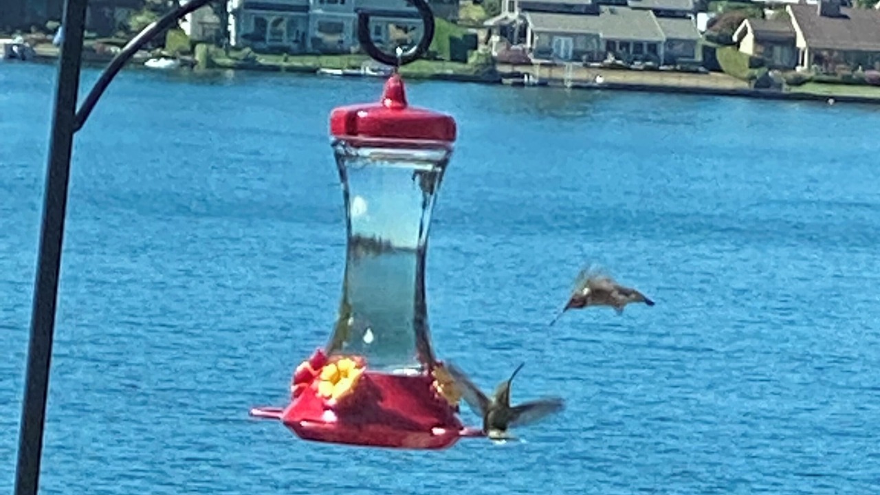 Photo of Others in Bonney Lake