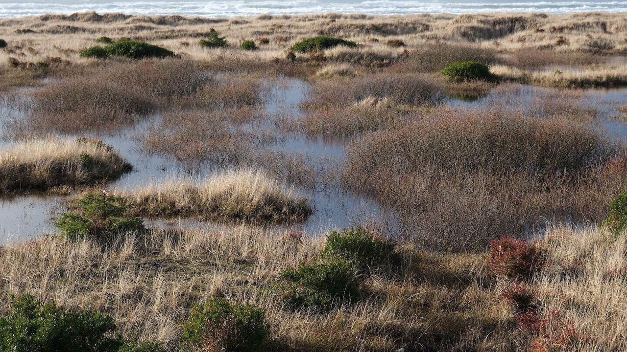 Photo of Others in Ocean Shores