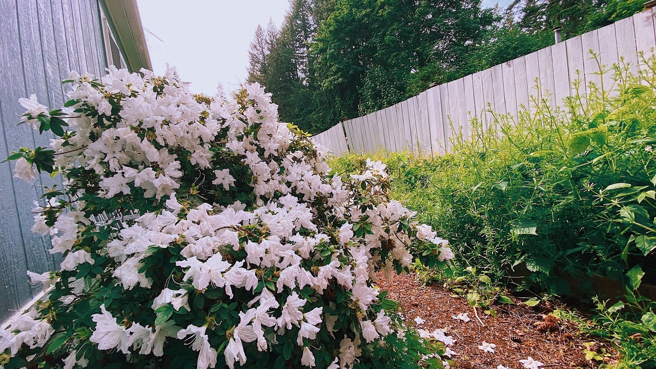 Photo of Outdoor in Renton