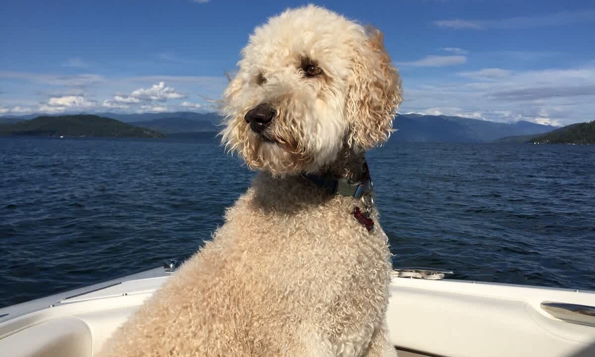 Photo of Others in Dover Bay