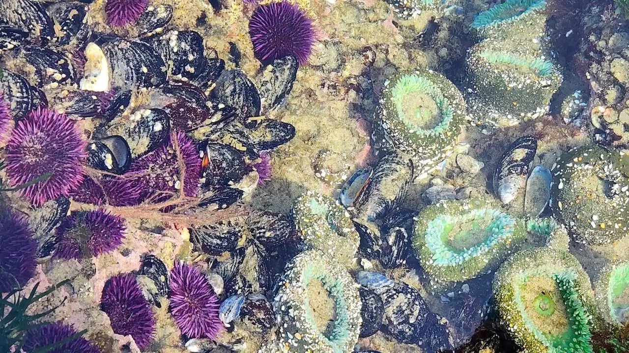 Photo of Others in Yachats