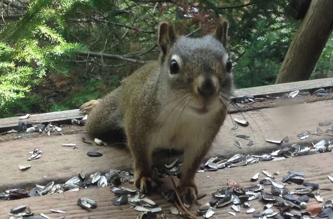 Photo of Others in Island Park