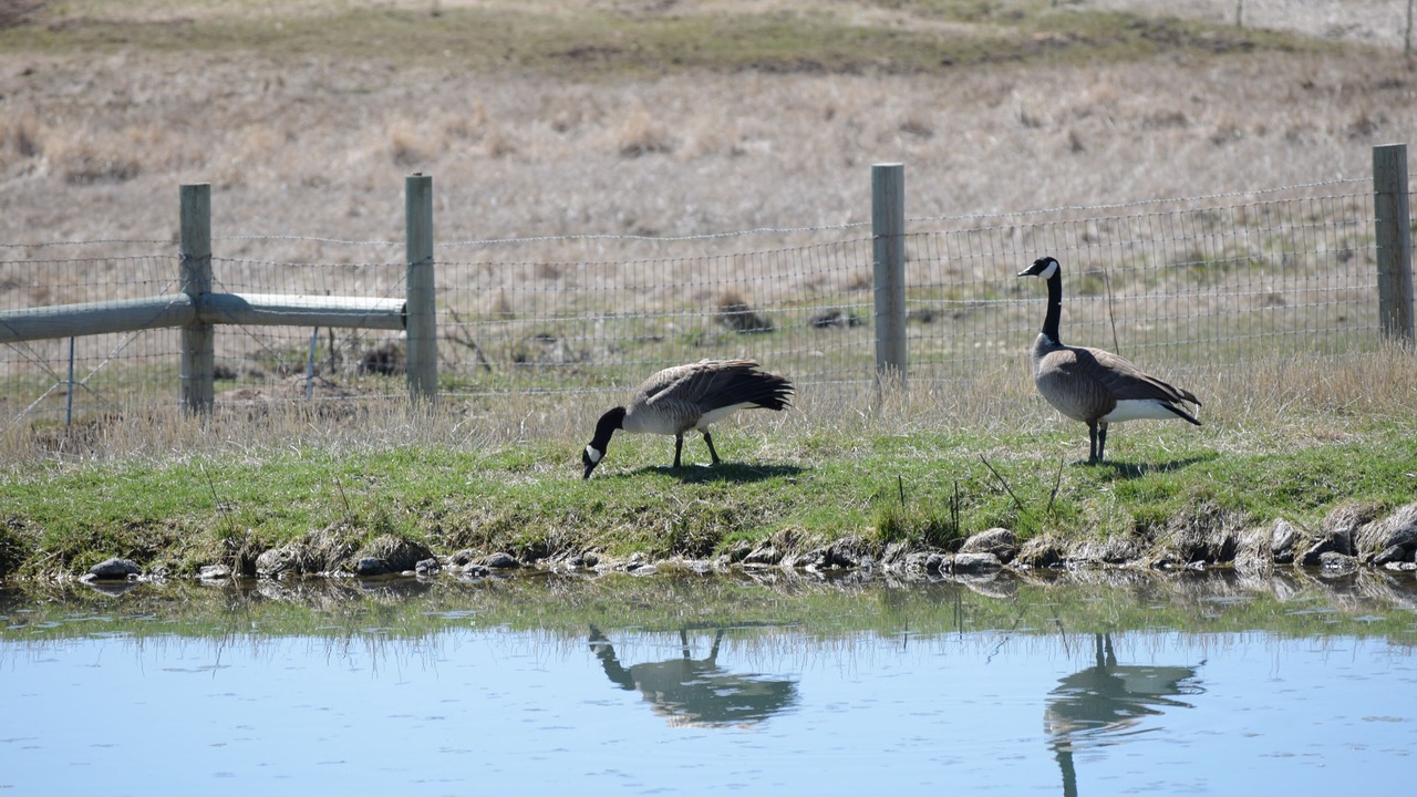 Photo of Others in Caribou County